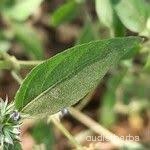 Rungia pectinata leaf1.jpg